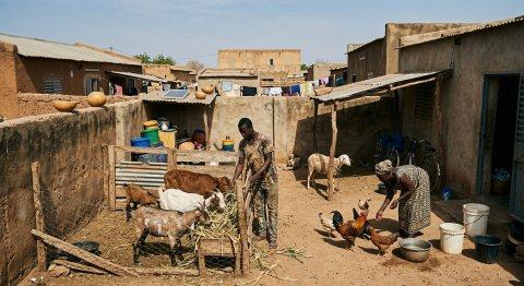 Bobo-Dioulasso : L'élevage dans les concessions, une réalité urbaine désormais dans le viseur de la mairie